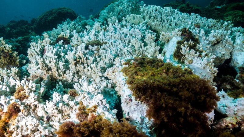 Segundo estudo, impacto nos oceanos dobra os custos das mudanças climáticas