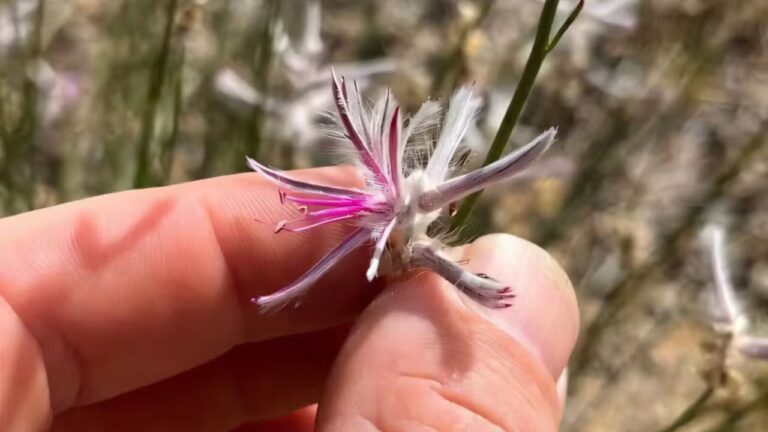 Cientista amador redescobriu planta considerada extinta há 60 anos; entenda como!