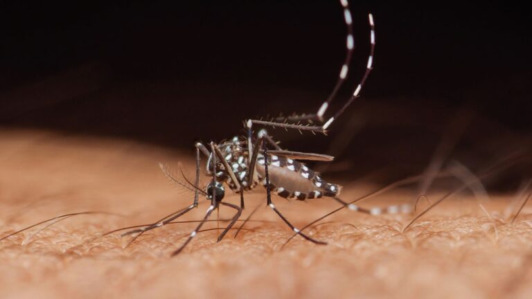 Apetite dos mosquitos por sangue humano aumentou, aponta novo estudo