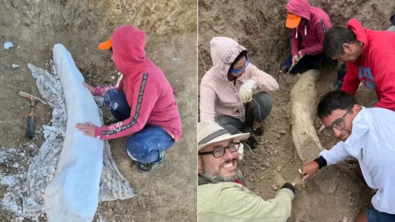 Presa fossilizada de mais de 100 mil anos é encontrada durante escavações na Argentina
