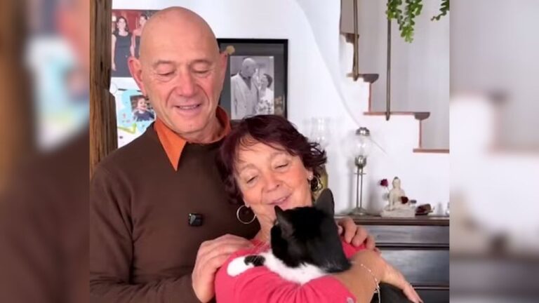 Gato desaparece na Espanha e, cinco meses depois, reaparece no bairro de casa, no sul da França