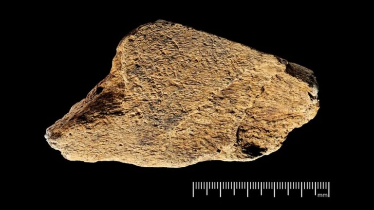 Ferramenta de osso de 480 mil anos é a mais antiga da Europa