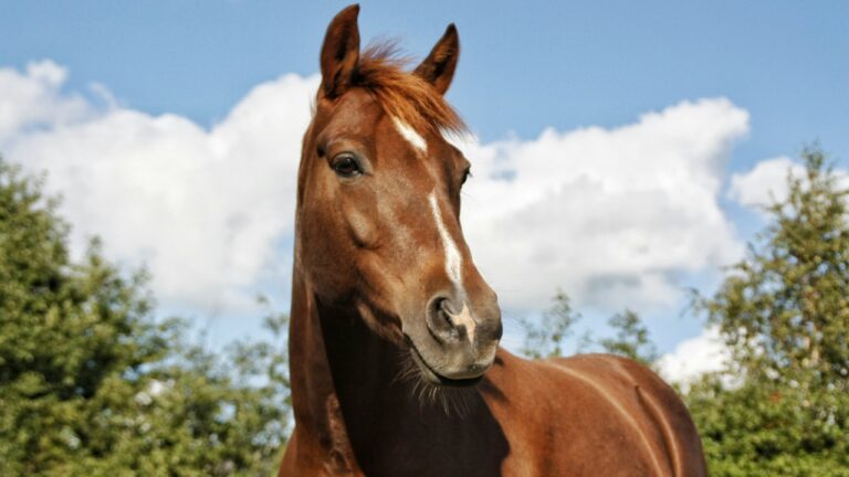 Cavalos podem sentir o medo dos humanos, revela estudo