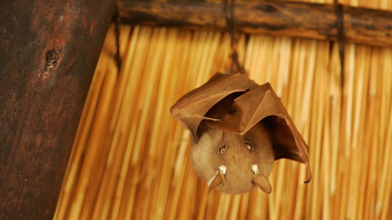 Raposa-voadora: o morcego “gigante” que acende o alerta para o vírus Nipah