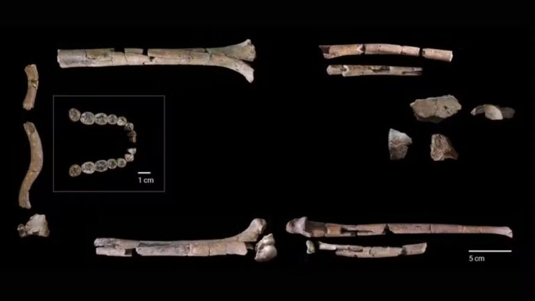 Parente mais antigo do Homo sapiens não se parecia com humano, diz estudo