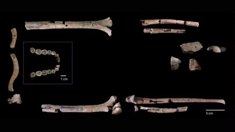 Parente mais antigo do Homo sapiens não se parecia com humano, diz estudo