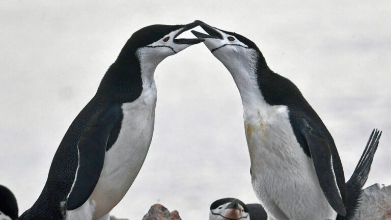 Mudança climática faz pinguins anteciparem reprodução na Antártida