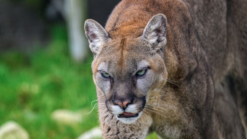 Mulher morre atacada por pumas em trilha nas montanhas do Colorado