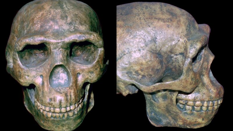 Fósseis indicam que outra espécie humana pode ter deixado a África antes do Homo erectus