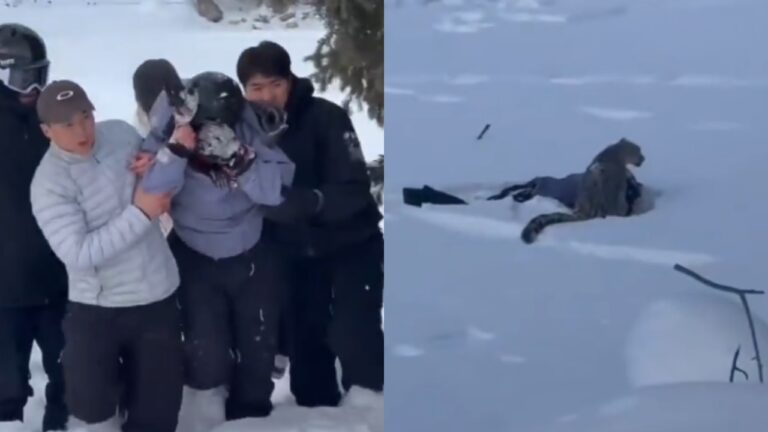 Mulher fica ferida após ataque de leopardo-das-neves em parque na China