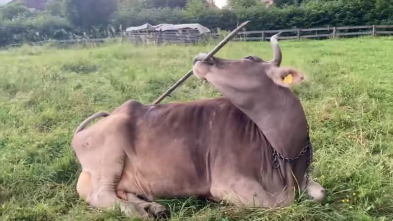 Vídeo flagra vaca usando ferramentas e impressiona cientistas