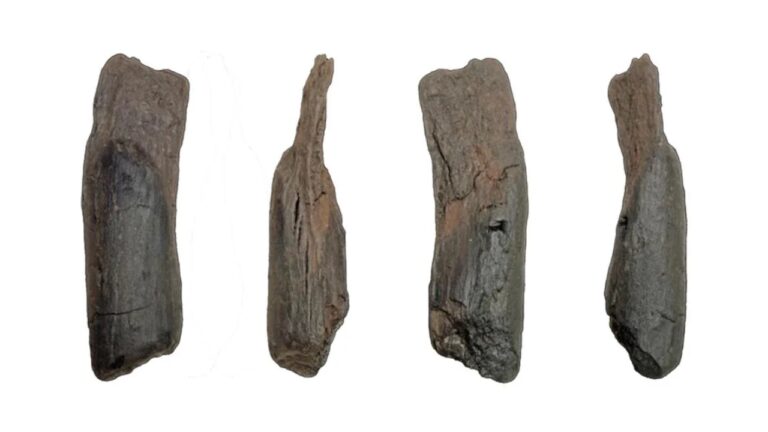 Ferramentas de madeira de 430 mil anos são descobertas no sul da Grécia