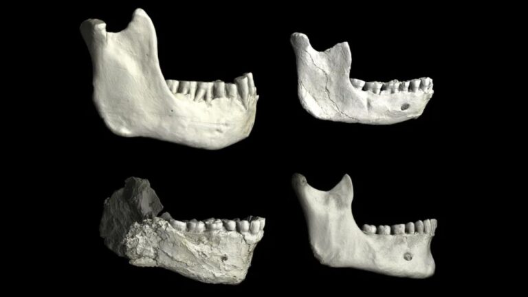 Fósseis de 800 mil anos sugerem ancestral comum de 3 raças