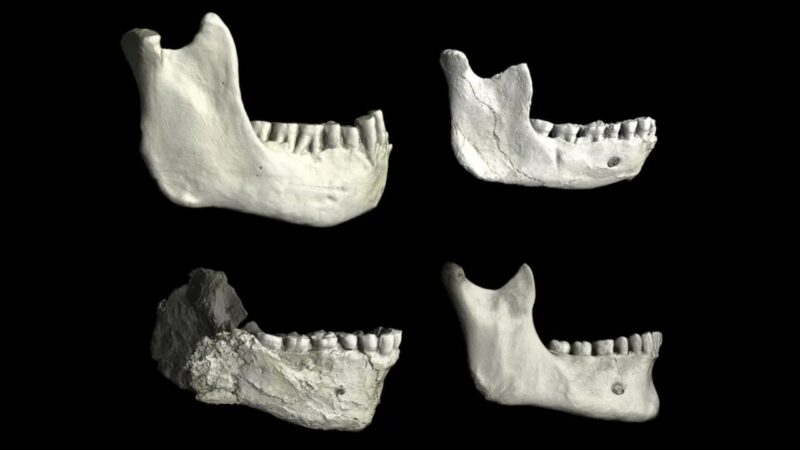 Fósseis de 800 mil anos sugerem ancestral comum de 3 raças