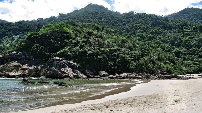 Ilha brasileira mais distante da costa recupera vegetação