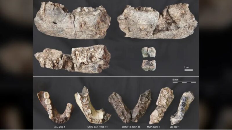 Mandíbula pré-histíorica do “Homem Quebra-Nozes” é encontrada