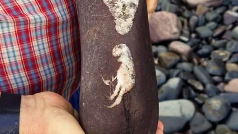 Paleontólogo explica imagem viral em pedra