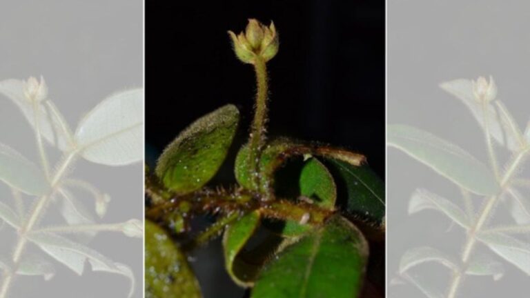 Nova espécie de planta prima da jabuticaba é descoberta