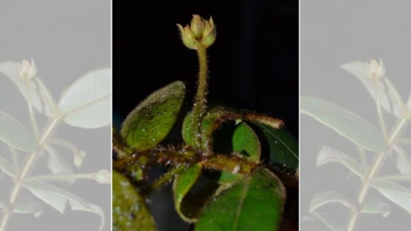 Nova espécie de planta prima da jabuticaba é descoberta
