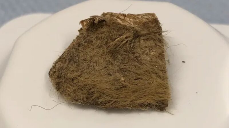 Cientistas sequenciam genoma de rinoceronte-lanudo devorado por lobo há 14.000 anos