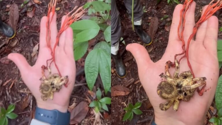 Tarântula infectada por fungo ‘zumbi’ é registrada em vídeo