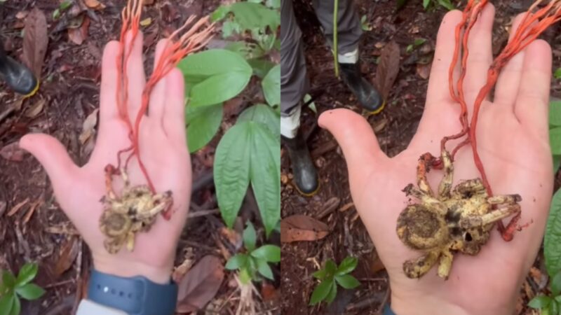Tarântula infectada por fungo ‘zumbi’ é registrada em vídeo