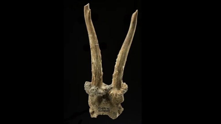 Acessório de cabeça de 7.500 anos indica trocas entre caçadores-coletores