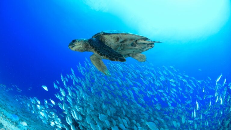Tartarugas com risco de extinção são vistas no Rio de Janeiro