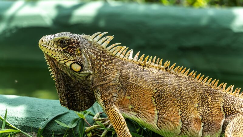Chuva de iguanas? Répteis sofrem consequências das mudanças climáticas
