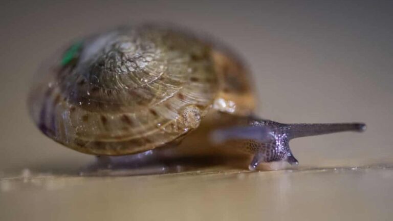 Caracol das Bermudas não é mais considerado extinto após uma década de esforços