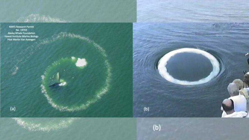 O que a ciência diz sobre os intrigantes anéis oceânicos?