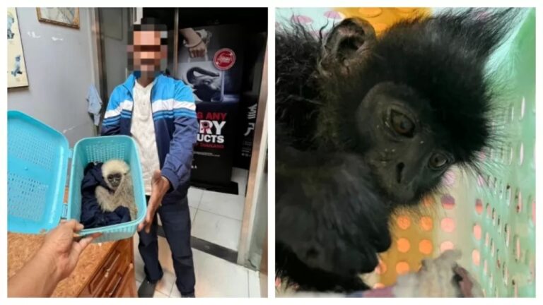 Passageiro é preso na Tailândia com 15 animais selvagens