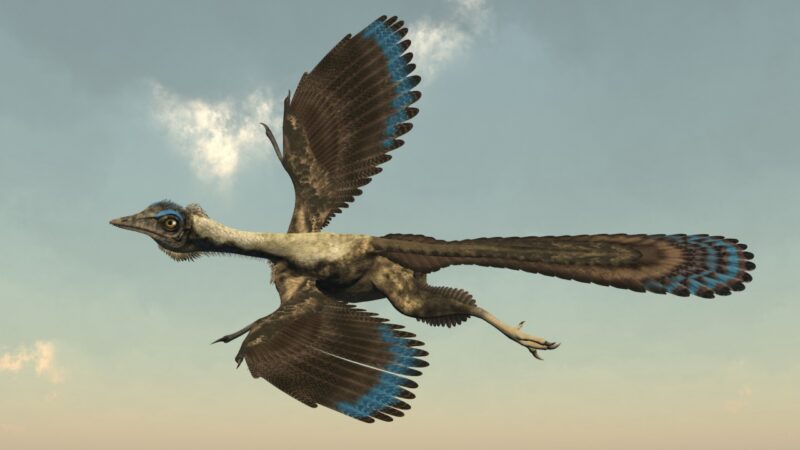 Estudo revela novas características de uma das primeiras protoaves do mundo