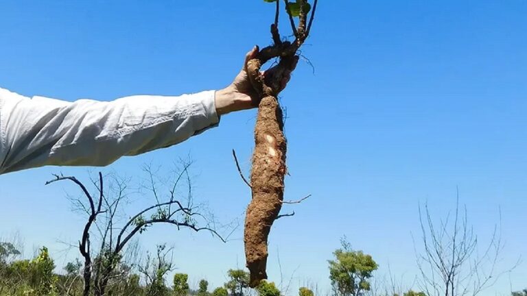 Pesquisadores encontram plantas com mais de 100 anos no Cerrado