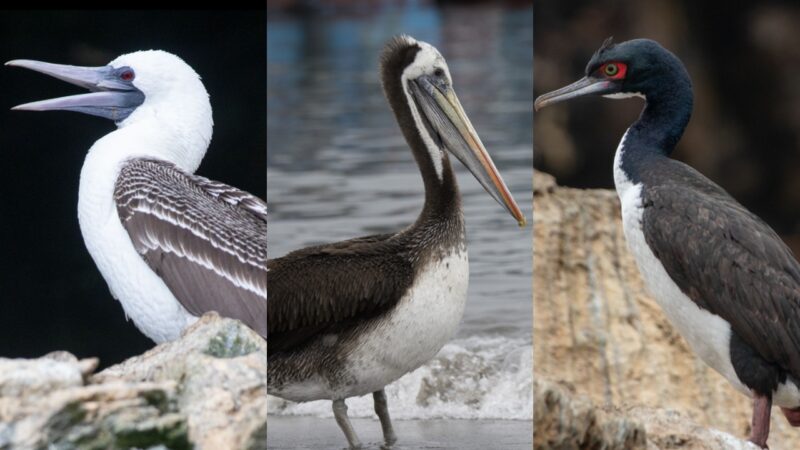 Estudo associa ascensão do Reino de Chincha ao uso de guano de aves