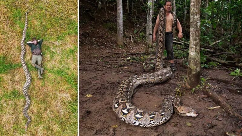 Cobra na Indonésia é eleita a maior já encontrada