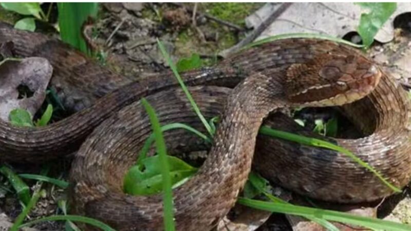 Duas novas espécies de cobras são descobertas na Coreia do Sul