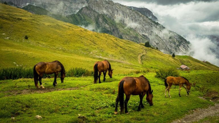 Itália pode proibir o consumo da carne de cavalo, após projeto de lei equina
