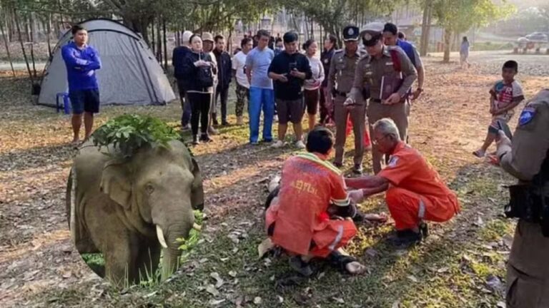 Homem morre ao ser pisoteado por elefante na Tailândia
