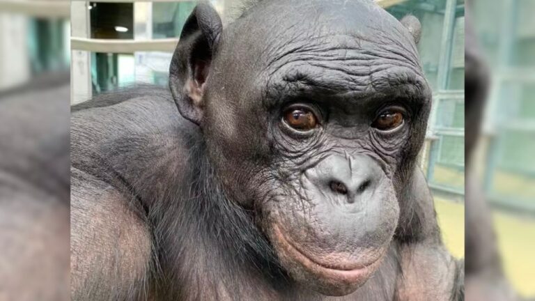 Kanzi, o bonobo, era capaz de brincar de faz de conta, diz novo estudo