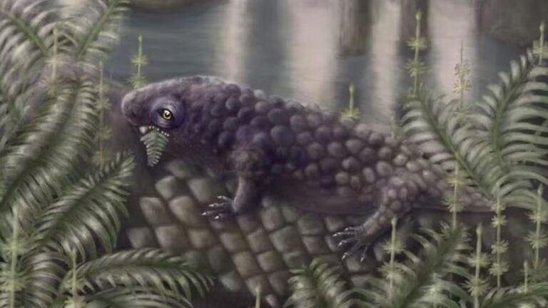 Animal que viveu há 307 milhões de anos é vertebrado mais antigo que comia plantas