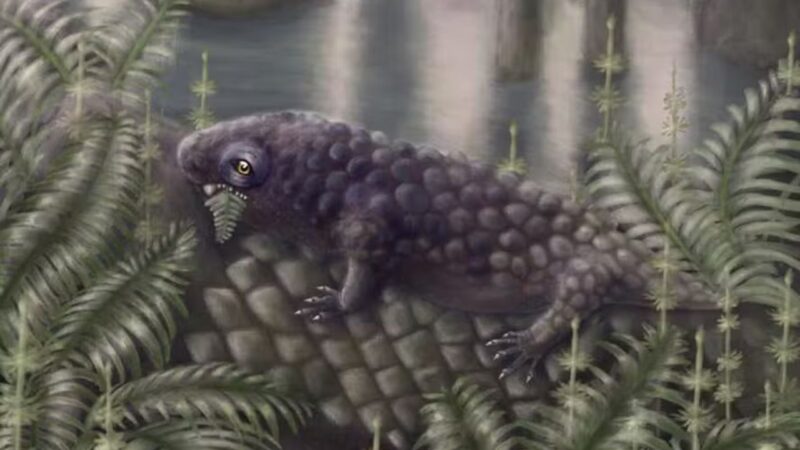 Animal que viveu há 307 milhões de anos é vertebrado mais antigo que comia plantas