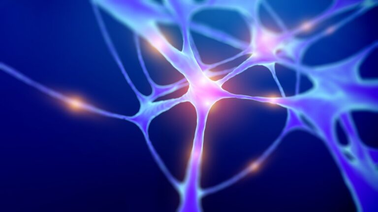 Cientistas regeneram neurônios em estudo com ratos