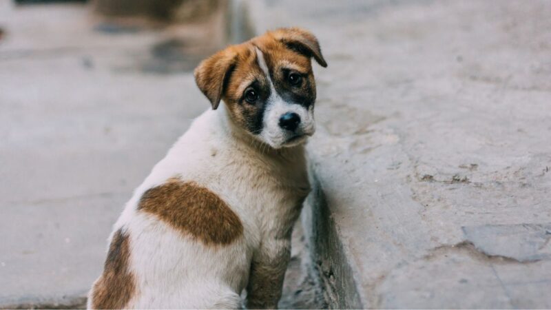 ONG acusa Marrocos de promover matança de cães de rua para Copa do Mundo
