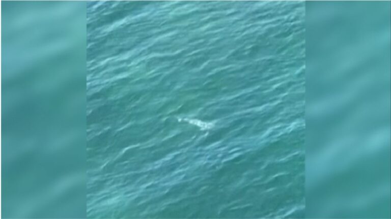 Tubarão cerca mergulhadores, que fogem em jet skis após alerta de helicóptero na Austrália