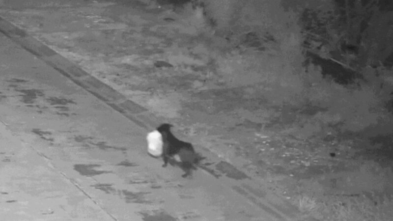 Italiano é multado após treinar cachorro para descartar lixo ilegalmente e driblar câmeras