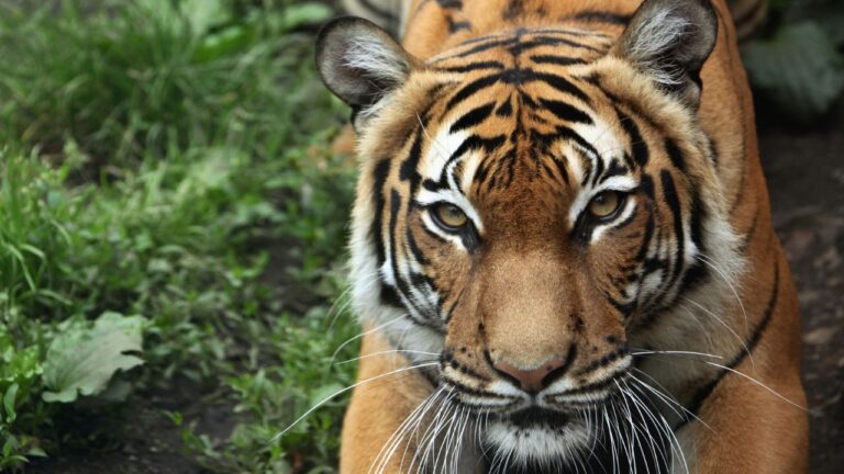 Em questão de semanas, 72 tigres morrem em zoológico privado no norte da Tailândia