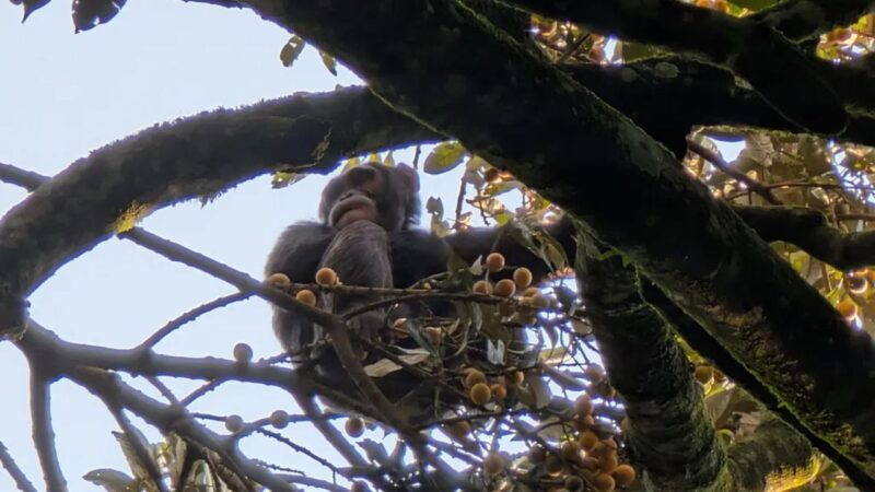 Chimpanzés selvagens adoram frutas alcoólicas, revela novo estudo