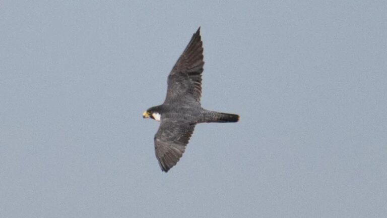 Registro raro de falcão-peregrino pela primeira vez em centro árido na Austrália