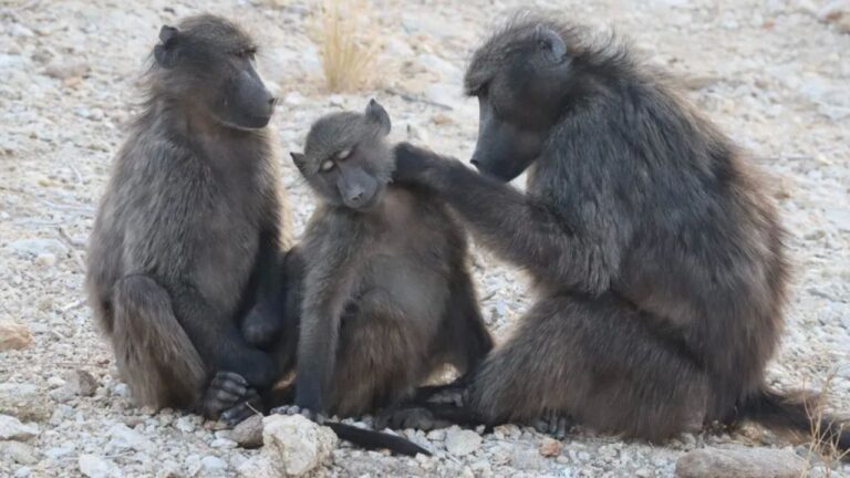 Pesquisadores descobriram que babuínos sentem ciúmes de seus irmãos, assim como os humanos